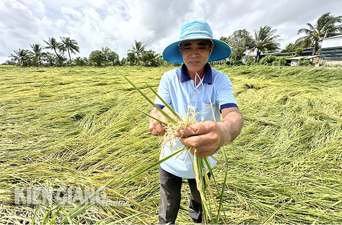 Vụ lúa hè thu 2024 niềm vui chưa trọn vẹn 